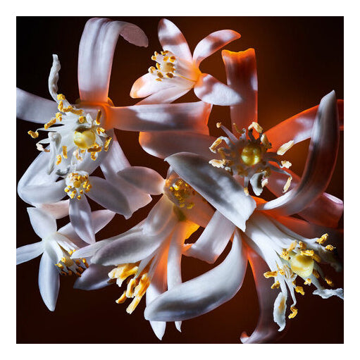 Decant Yves Saint Laurent  Flowers & Flames